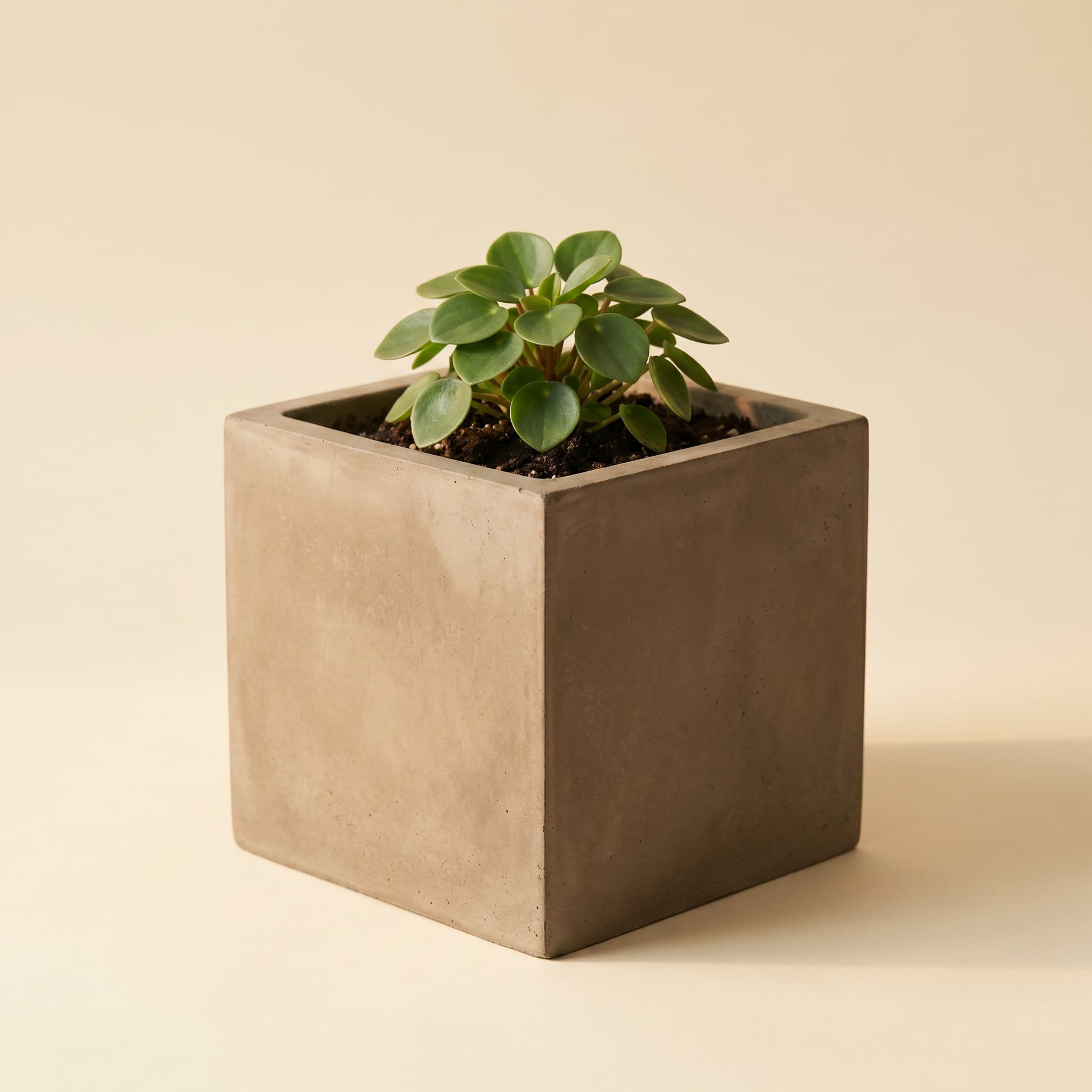 Taupe cube vessel with juvenile peperomia