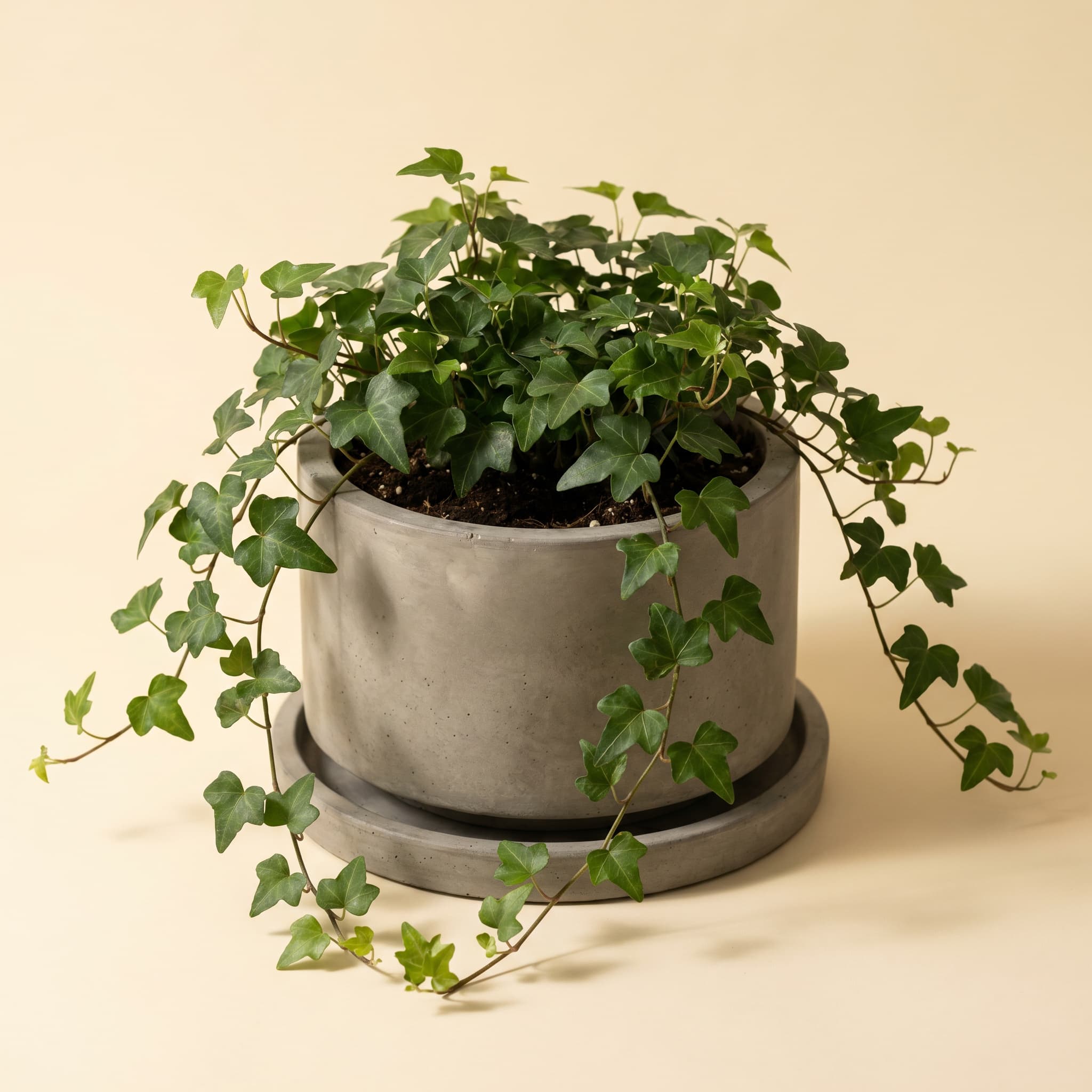 Wide grey vessel set with mature trailing ivy